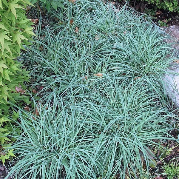 Carex flacca 'Blue Zinger' – Deres sás