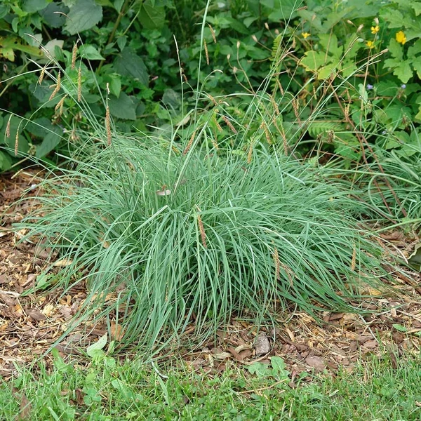 Carex flacca 'Blue Zinger' – Deres sás