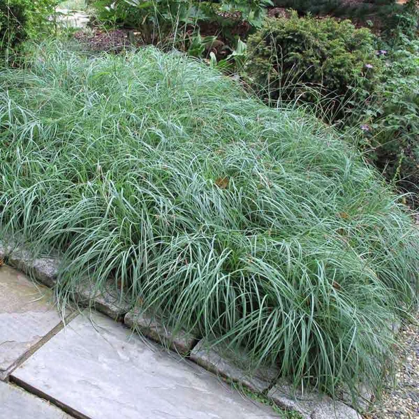 Carex flacca 'Blue Zinger' – Deres sás