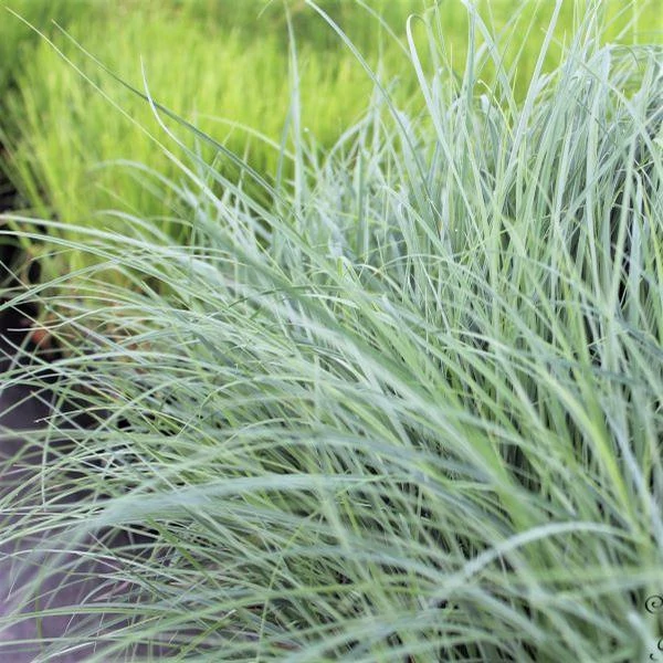 Carex flacca 'Blue Zinger' – Deres sás
