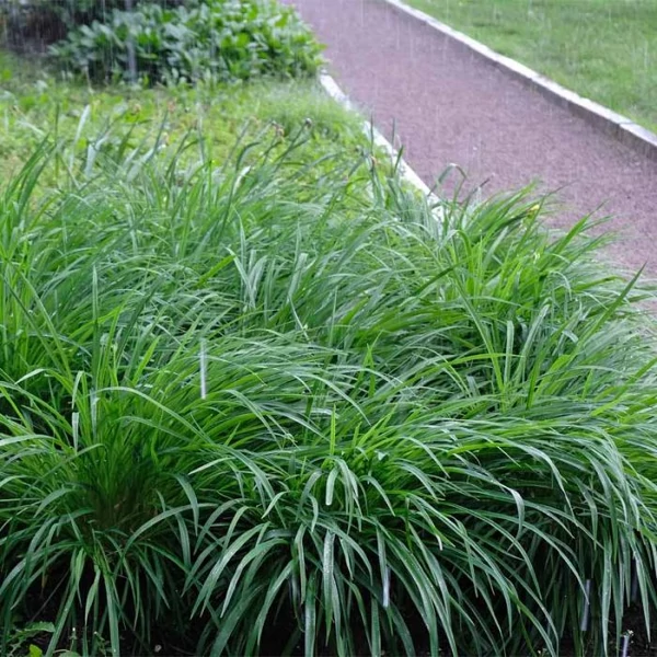 Carex morrowii 'Irish Green' – Sás