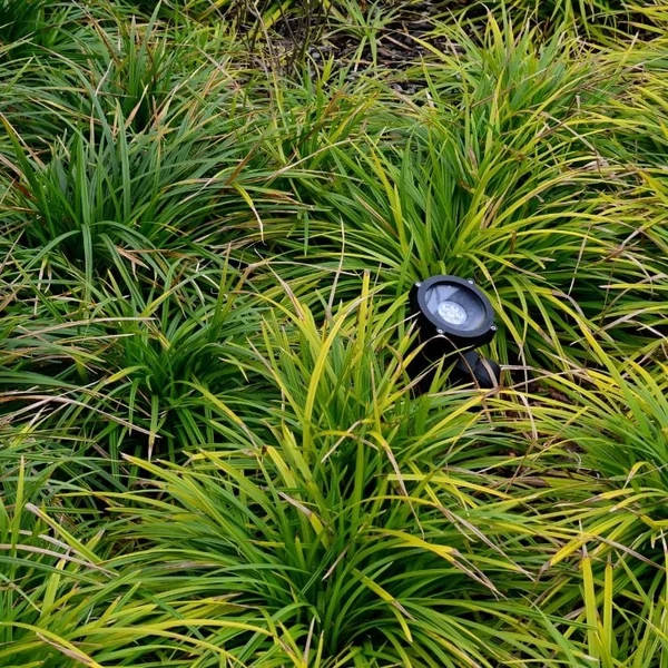 Carex morrowii 'Irish Green' – Sás