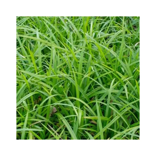 Carex morrowii 'Irish Green' – Sás