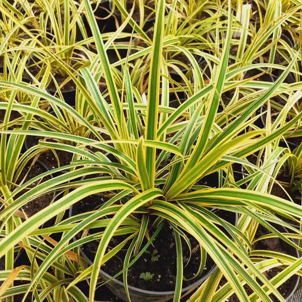 Carex morrowii 'Vanilla Ice' – Sás