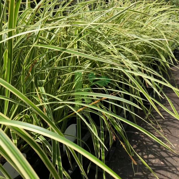 Carex morrowii 'Vanilla Ice' – Sás