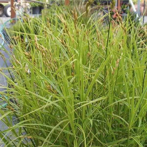 Carex muskingumensis - Pálmalevelű sás