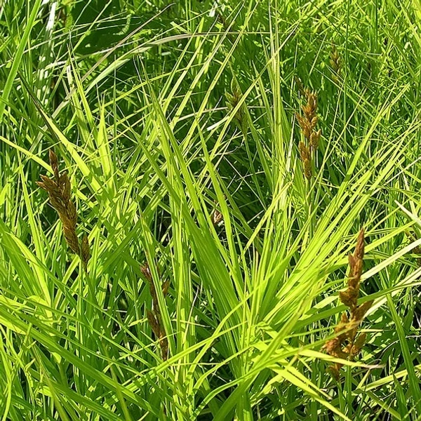 Carex muskingumensis - Pálmalevelű sás