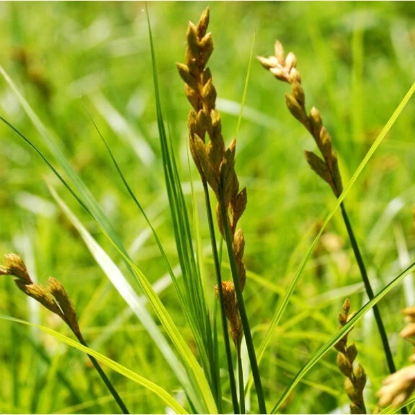 Carex muskingumensis - Pálmalevelű sás