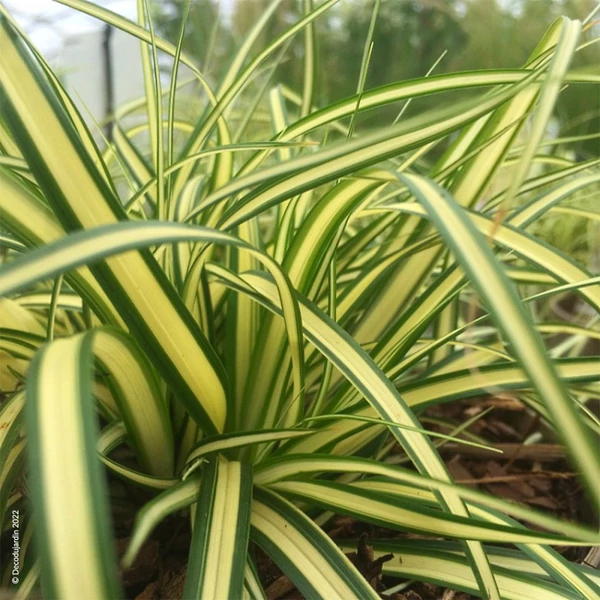 Carex oshimensis 'Evergold' - Sás