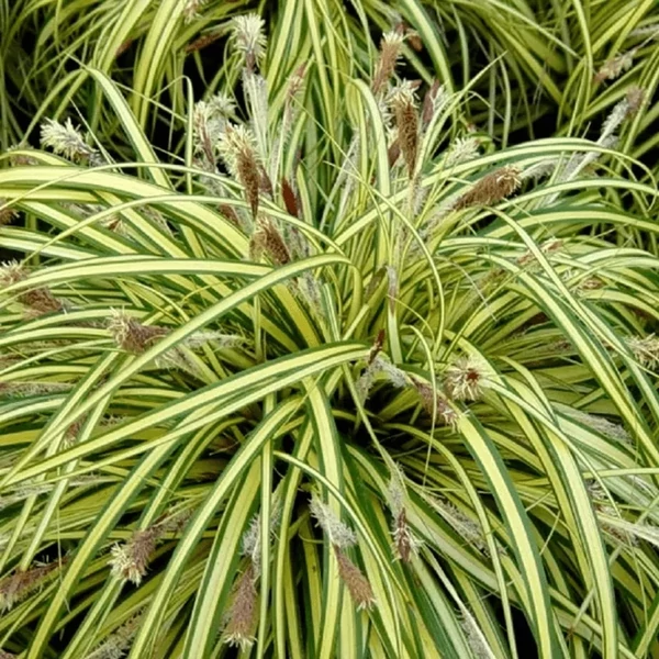 Carex oshimensis 'Evergold' - Sás