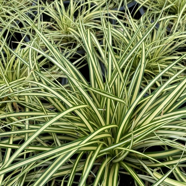 Carex oshimensis 'Evergold' - Sás