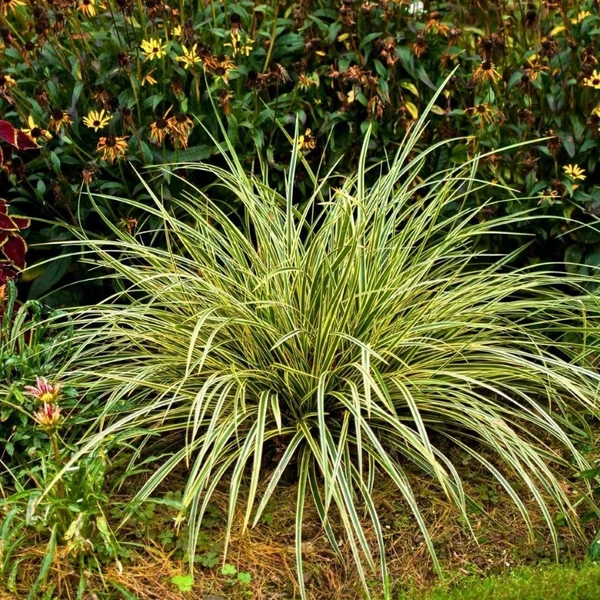 Carex oshimensis 'Evergold' - Sás