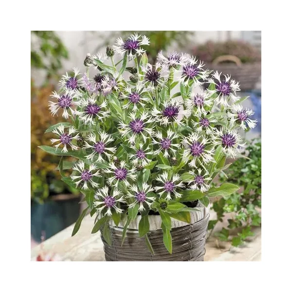 Centaurea montana 'Amethyst in Snow' – Hegyi imola