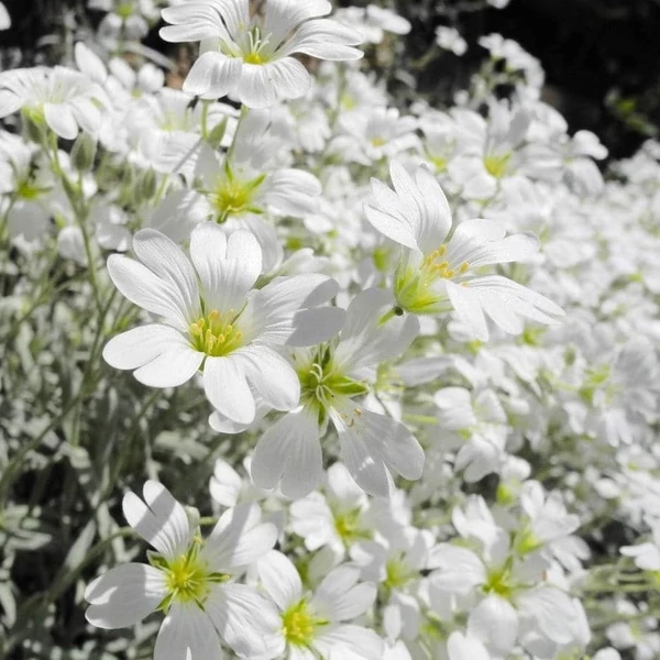 Cerastium tomentosum - Molyhos madárhúr
