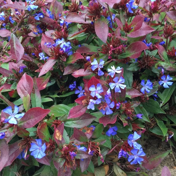 Ceratostigma plumbaginoides - Tarackoló kékgyökér
