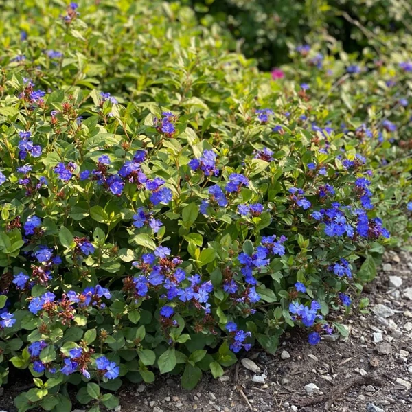 Ceratostigma plumbaginoides - Tarackoló kékgyökér