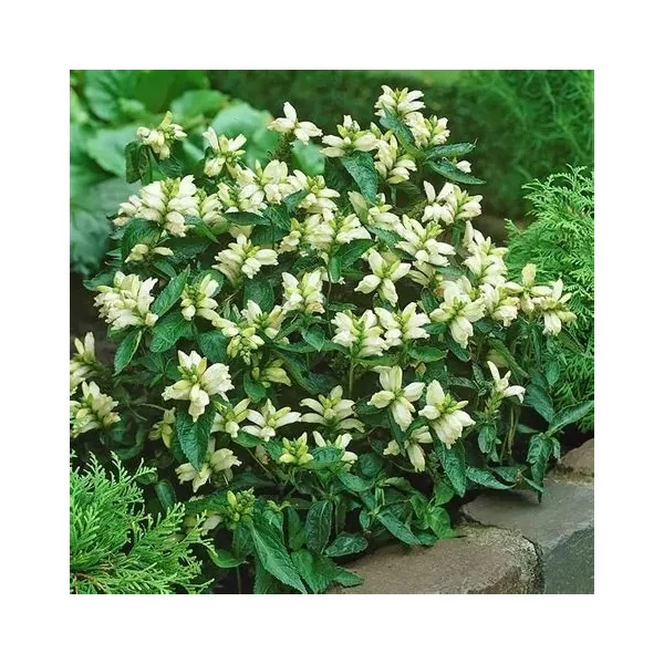 Chelone obliqua 'Alba' – Fehér gerlefej