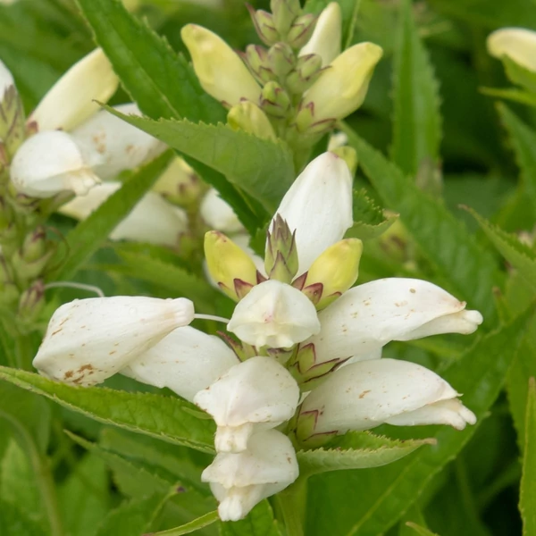 Chelone obliqua 'Alba' – Fehér gerlefej