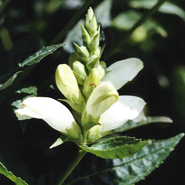 Chelone obliqua 'Alba' – Fehér gerlefej