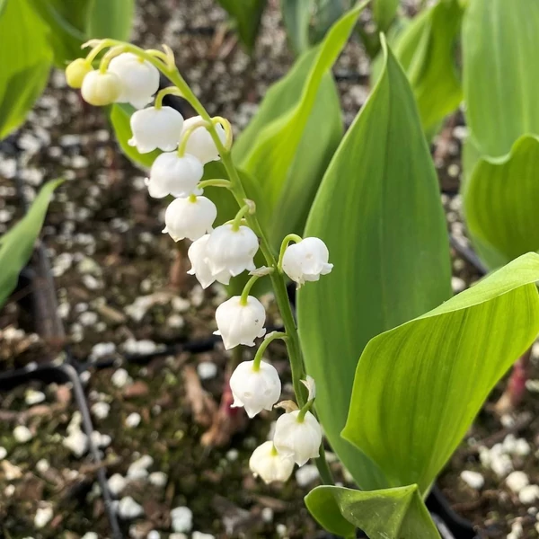 Convallaria majalis – Gyöngyvirág