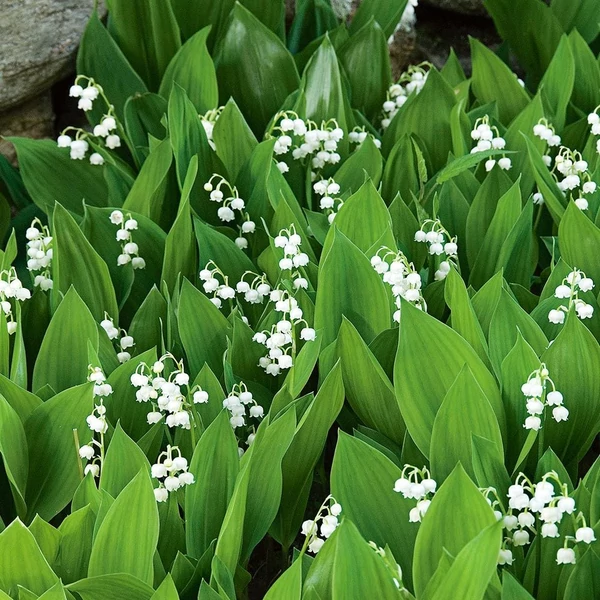 Convallaria majalis – Gyöngyvirág