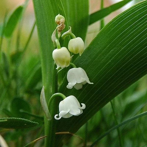 Convallaria majalis – Gyöngyvirág