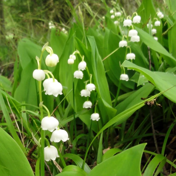 Convallaria majalis – Gyöngyvirág