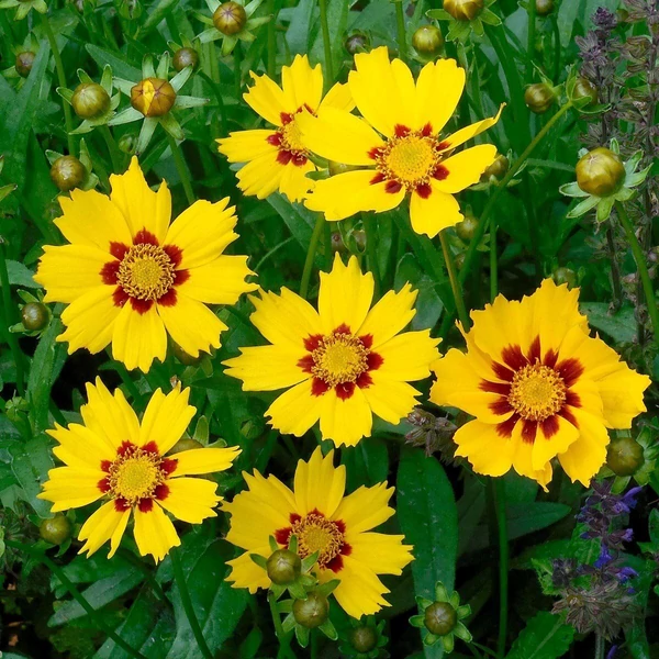 Coreopsis lanceolata 'Sternstaler' – Lándzsalevelű menyecskeszem