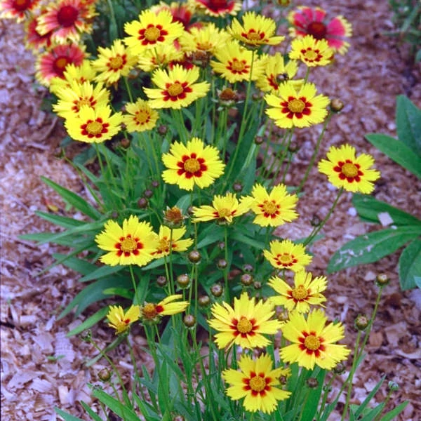 Coreopsis lanceolata 'Sternstaler' – Lándzsalevelű menyecskeszem