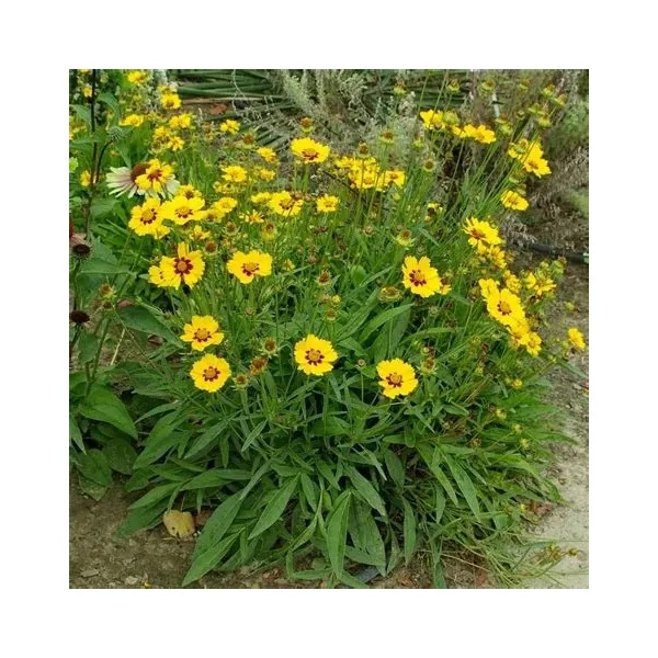 Coreopsis lanceolata 'Sternstaler' – Lándzsalevelű menyecskeszem
