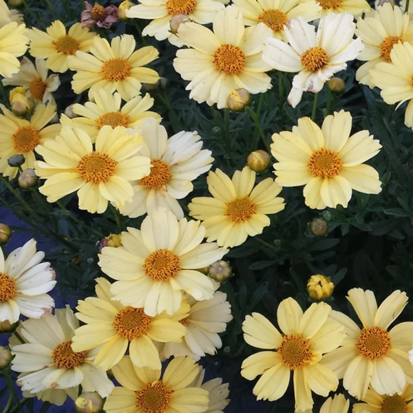 Coreopsis 'Creme Brulee' - Menyecskeszem