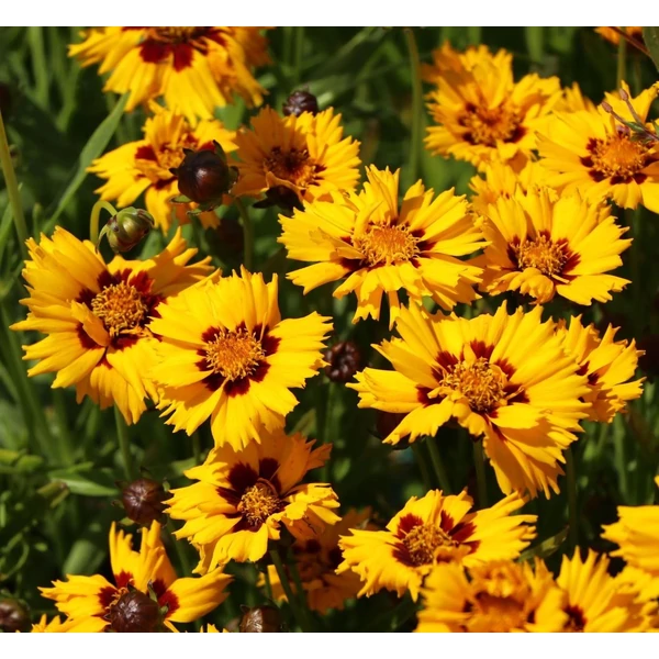 Coreopsis grandiflora 'Andiamo Yellow Red' – Nagyfészkű menyecskeszem