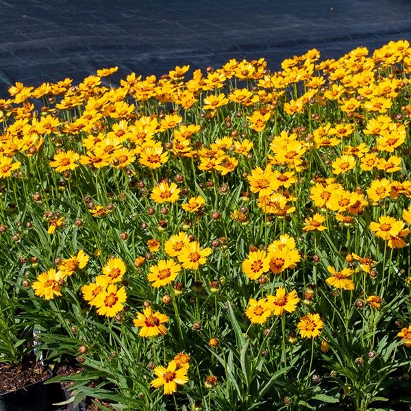Coreopsis grandiflora 'Andiamo Yellow Red' – Nagyfészkű menyecskeszem