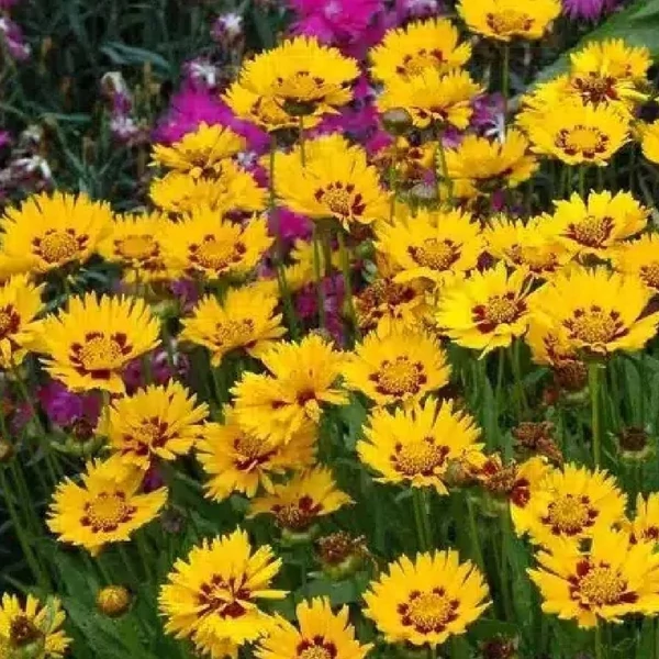 Coreopsis grandiflora 'Andiamo Yellow Red' – Nagyfészkű menyecskeszem