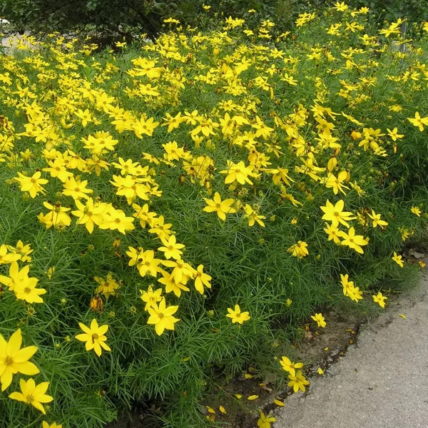 Coreopsis verticillata 'Zagreb' - Keskenylevelű menyecskeszem