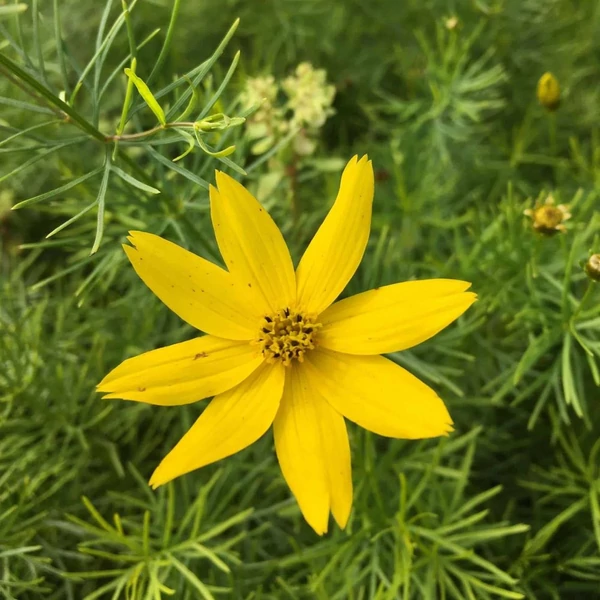 Coreopsis verticillata 'Zagreb' - Keskenylevelű menyecskeszem