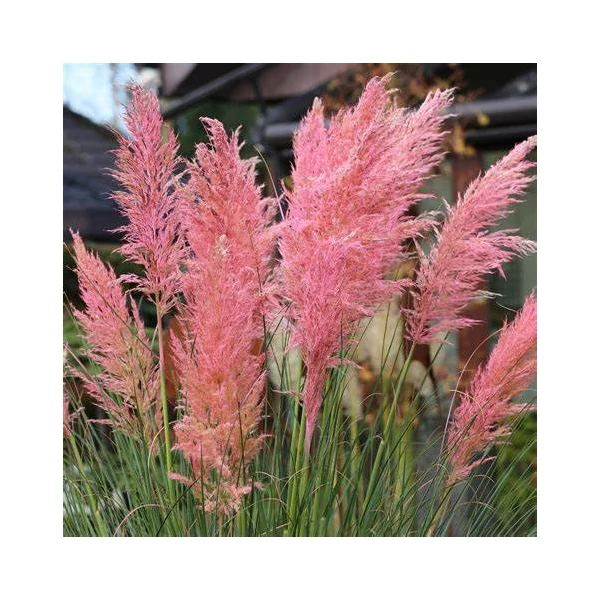 Cortaderia selloana 'Pink Feather' – Pampafű