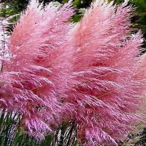 Cortaderia selloana 'Pink Feather' – Pampafű