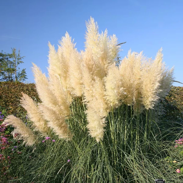 Cortaderia selloana 'Pumila' - Ezüstös pampafű