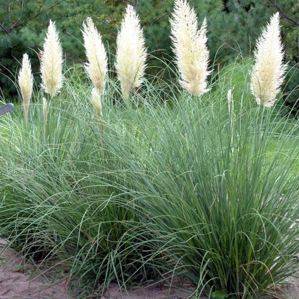Cortaderia selloana 'Pumila' - Ezüstös pampafű