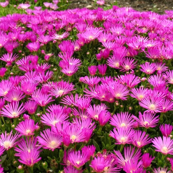 Delosperma cooperi – Délvirág, kristályvirág