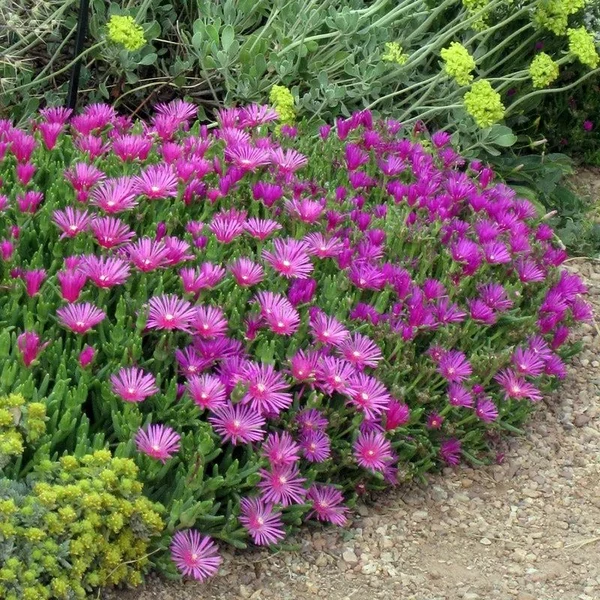 Delosperma cooperi – Délvirág, kristályvirág