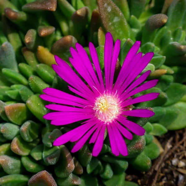 Delosperma cooperi – Délvirág, kristályvirág