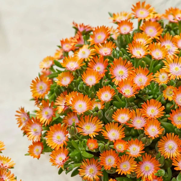 Delosperma cooperi 'Ice Cream Orange' – Délvirág, kristályvirág