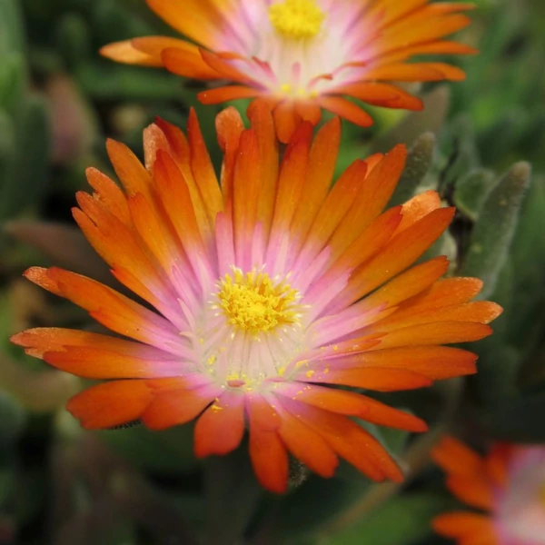 Delosperma cooperi 'Ice Cream Orange' – Délvirág, kristályvirág