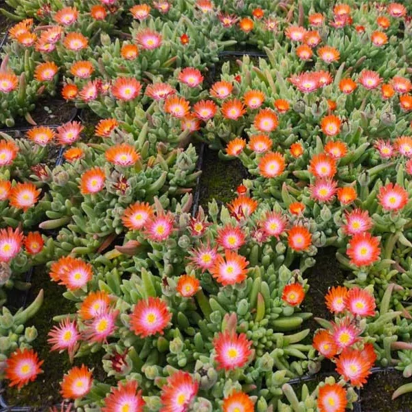 Delosperma cooperi 'Ice Cream Orange' – Délvirág, kristályvirág