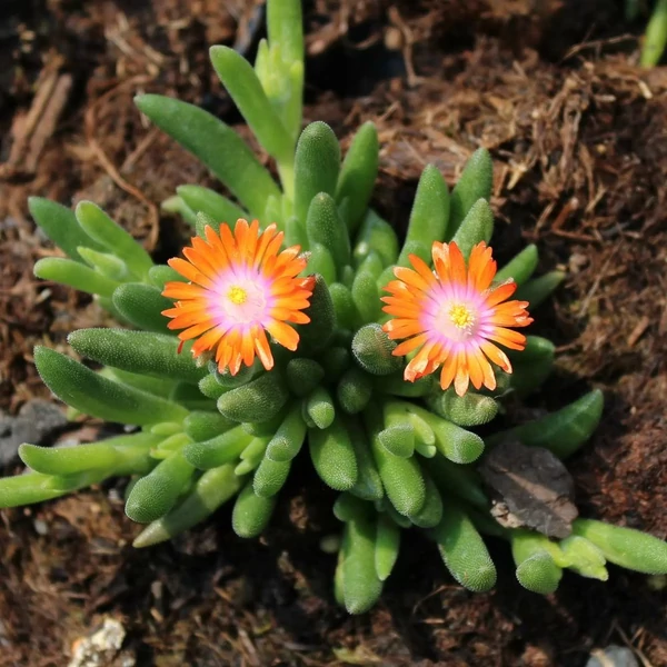 Delosperma cooperi 'Ice Cream Orange' – Délvirág, kristályvirág