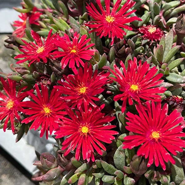 Delosperma 'Desert Dancer Red' – Délvirág, kristályvirág