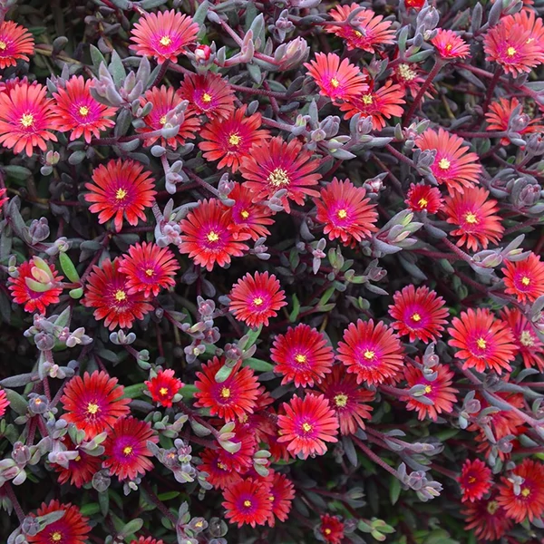 Delosperma 'Desert Dancer Red' – Délvirág, kristályvirág
