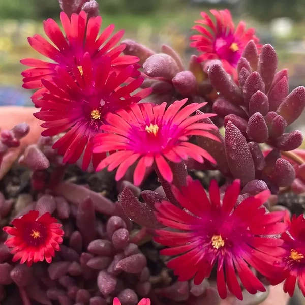 Delosperma 'Desert Dancer Red' – Délvirág, kristályvirág